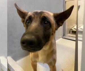 Mutt Dogs for adoption in Rancho Cucamonga, CA, USA