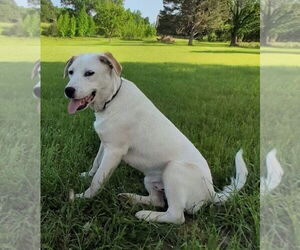Labrador Retriever-Unknown Mix Dogs for adoption in Alexander, AR, USA