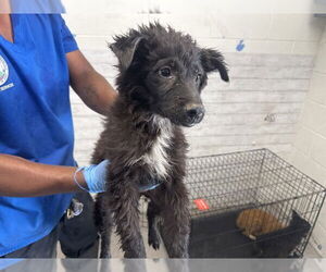 Border Collie-Unknown Mix Dogs for adoption in San Bernardino, CA, USA