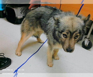 Keeshond-Unknown Mix Dogs for adoption in Oroville, CA, USA