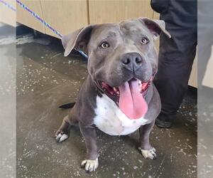 American Pit Bull Terrier Dogs for adoption in Camarillo, CA, USA