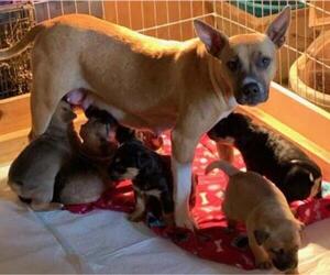 Staffordshire Bull Terrier Dogs for adoption in Hillsboro, NH, USA