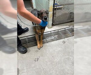 German Shepherd Dog Dogs for adoption in Stockton, CA, USA