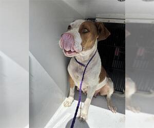 Staffordshire Bull Terrier Dogs for adoption in Houston, TX, USA