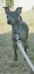 Medium Photo #1 Italian Greyhound-Unknown Mix Puppy For Sale in Palm Harbor, FL, USA