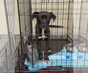 Labrador Retriever-Unknown Mix Dogs for adoption in Brewster, NY, USA