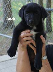 Borador Dogs for adoption in Tuscaloosa, AL, USA