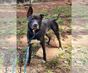 Labrador Retriever-Unknown Mix Dogs for adoption in Atlanta, GA, USA