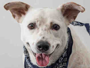 Australian Cattle Dog Dogs for adoption in San Andreas, CA, USA