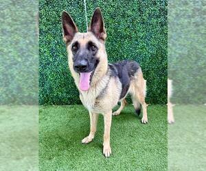 German Shepherd Dog-Unknown Mix Dogs for adoption in Naples, FL, USA