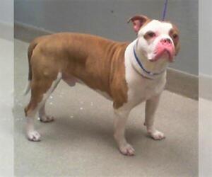 Bulldog-Unknown Mix Dogs for adoption in Las Vegas, NV, USA
