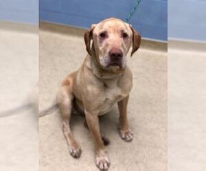 Labrador Retriever Dogs for adoption in Boise, ID, USA