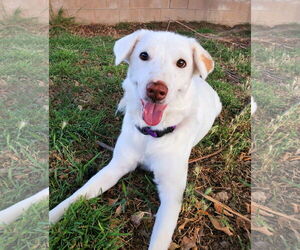 Labsky Dogs for adoption in Temecula, CA, USA