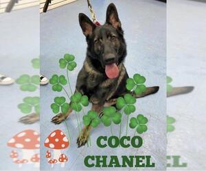 German Shepherd Dog Dogs for adoption in Baltimore, MD, USA