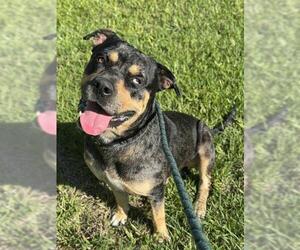 Catahoula Leopard Dog Dogs for adoption in Fort Lauderdale, FL, USA