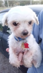 Maltese Dogs for adoption in Colton, CA, USA