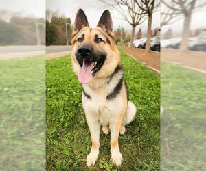 German Shepherd Dog Dogs for adoption in Sacramento, CA, USA