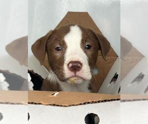 American Pit Bull Terrier Dogs for adoption in Stockton, CA, USA
