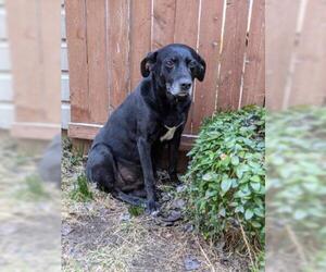 Labrador Retriever-Plott Hound Mix Dogs for adoption in Seven Valleys, PA, USA