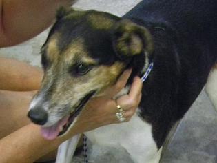 Rat Terrier-Unknown Mix Dogs for adoption in Orlando, FL, USA