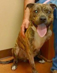 American Pit Bull Terrier Dogs for adoption in Spring , TX, USA