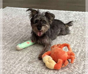 Mutt Dogs for adoption in Spring Lake, NC, USA