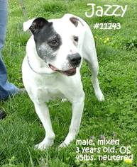 American Pit Bull Terrier-Unknown Mix Dogs for adoption in Huntington, WV, USA