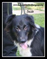 Border Collie Dogs for adoption in Denison, TX, USA