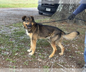 German Shepherd Dog-Unknown Mix Dogs for adoption in Rustburg, VA, USA