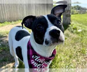 Boston Terrier-Unknown Mix Dogs for adoption in Pueblo, CO, USA