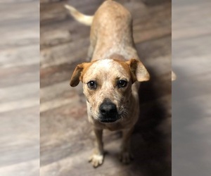 Red Heeler-Unknown Mix Dogs for adoption in Wausau, WI, USA