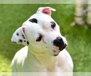 American Staffordshire Terrier-Boxer Mix Dogs for adoption in Raleigh, NC, USA