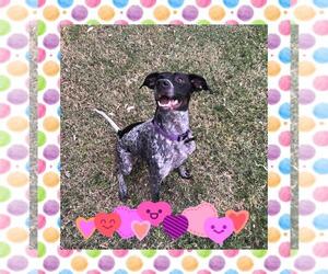 German Shorthaired Pointer Dogs for adoption in Chandler, AZ, USA