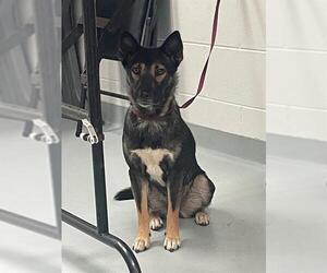 German Shepherd Dog-Unknown Mix Dogs for adoption in St. Cloud, FL, USA