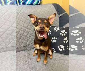 Miniature Pinscher-Unknown Mix Dogs for adoption in Kansas City, MO, USA