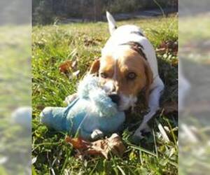 Beagle Dogs for adoption in Lovingston, VA, USA