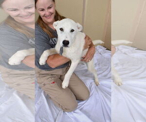 Labrador Retriever-Unknown Mix Dogs for adoption in McKinney, TX, USA