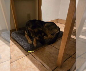 German Shepherd Dog Dogs for adoption in Woodland Hills, CA, USA