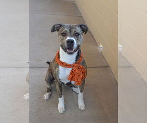 American Pit Bull Terrier-Unknown Mix Dogs for adoption in McKinney, TX, USA