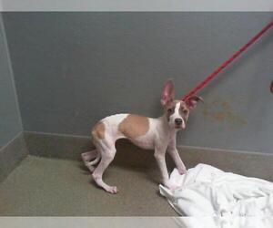 American Pit Bull Terrier-Unknown Mix Dogs for adoption in Las Vegas, NV, USA