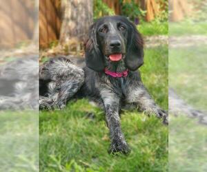 Bluetick Coonhound Dogs for adoption in Zimmerman, MN, USA