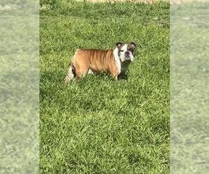 Bulldog-Unknown Mix Dogs for adoption in San Antonio, TX, USA