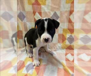 Labrador Retriever-Unknown Mix Dogs for adoption in Conroe, TX, USA