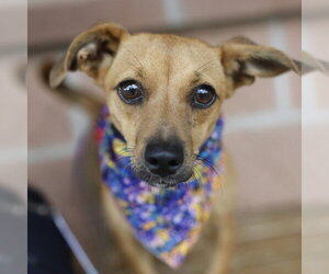 Mutt Dogs for adoption in San Antonio, TX, USA