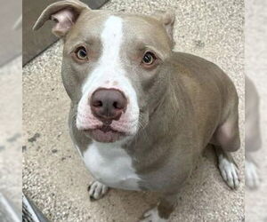 American Pit Bull Terrier-Unknown Mix Dogs for adoption in Martinsburg, WV, USA