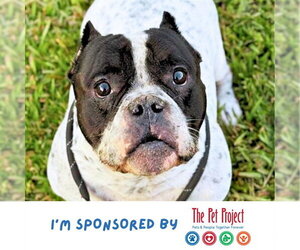 Bulldog-Unknown Mix Dogs for adoption in Fort Lauderdale, FL, USA