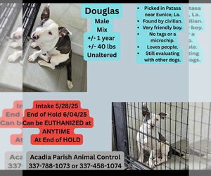 American Pit Bull Terrier-Unknown Mix Dogs for adoption in New Orleans, LA, USA