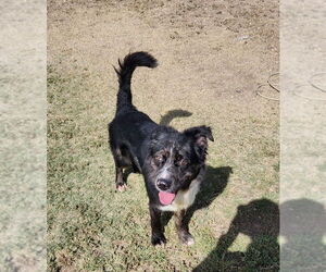 Australian Shepherd-Unknown Mix Dogs for adoption in Amarillo, TX, USA