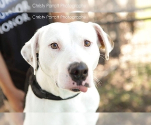 American Pit Bull Terrier-Unknown Mix Dogs for adoption in Tyler, TX, USA