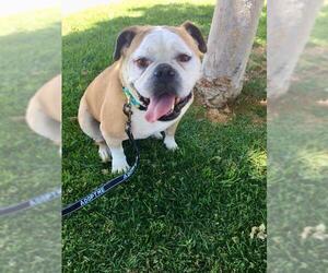 Bulldog Dogs for adoption in Newport Beach, CA, USA